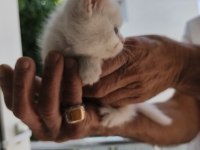 Sütten yeni kesilmiş scottish fold ve İran chinchilla yavru