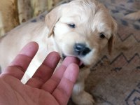 Baby Face Golden Retriever Yavrular