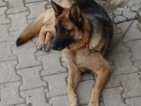 Safkan Alman Kurdu Satılık