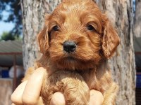 Maltipoo yavruları