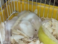 BEBEK TEDDY SYRİA HAMSTER