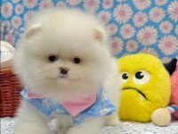 Safkan pomeranian yavrular