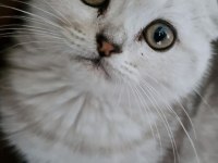 Beyaz scottish fold yavrumuza yeni yuva arıyoruz