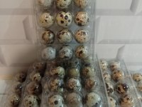 Bıldırcın yumurtası