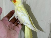 51 GÜNLÜ KUSURSUZ LUTİNO BEBEK SULTAN