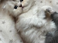 Masal Gibi 2 British Longhair Yavru Yeni Yuvasını