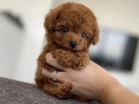 KOREA POODLE YAVRULARI ANKARA