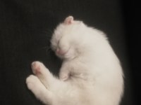 Oyun Canavarı Scottish Fold
