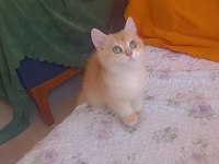 Full şecereli ny 12 erkek british shorthair