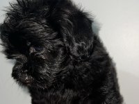 Dişi ve erkek siyah inci köpeklerimiz