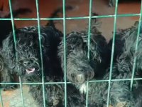 5.6 Aylık Siyah Maltipoo Kısa Bacak Bebeklerimiz