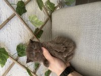 ÇİKOLATA VE BİCOLOR BRİTİSH SHORTHAİR BEBEKLER