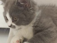 British Shorthair kedisi sahiplendirme