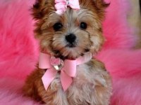 Morkie Yavrularımızı Canlı Görerek Alabilirsiniz