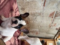 Son Dişi French Bulldog Günü Gelen Aşıları Yapıldı