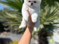 Orjinal Pomeranian Boo