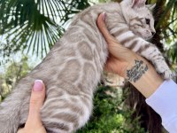 Silver Mink Erkek Bengal Kedisi 3 aylık