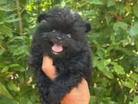 Pomeranian boo köpekler