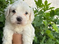 Maltipoo yavrum 55 günlük