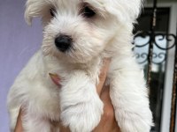 Maltis A kalite Terrier Dişi Tüm İllere Gönderim