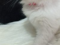 British longhair ve shorthair kedimiz