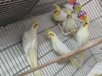 Yeme düşmüş kuşlarım