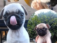 Anatomi harikası pug köpekler