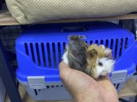 Yavru guinea pig