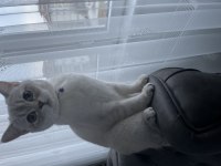 Çiftleşme 1 yaşında british shorthair