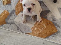 French bulldog teslime hazır dişi