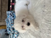 MALTESE TERRİER KIZIMIZA YENİ YUVA