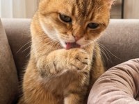 1 Yaşında British Shorthair Ücretsiz