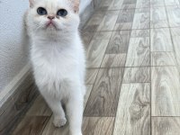 Pamuk Prenses Kedimiz