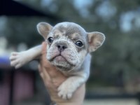 Egzotik French Bulldog A Kalite