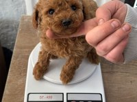 Poodle bebekler