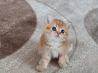 Safkan british shorthair açıklamayı okuyun lütfen