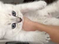 Beyaz british shorthair yavru kedim