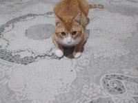 1 aylık kedimize bakıcı arıyorum