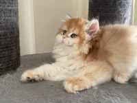 Show Kalite Safkan British Longhair Yavrular