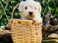 Kar Beyaz Maltese Terrier Yavrular
