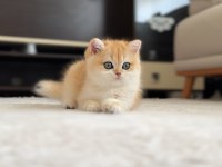 Şampiyon Annenin Kızı British Shorthair