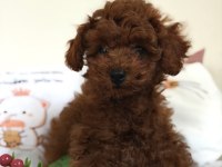 Kore Dişi Poodle Bebeğimiz