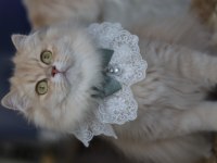 British longhair dişi