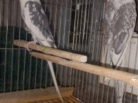 Sultan papağanı yavru ve damızlık kuşlar