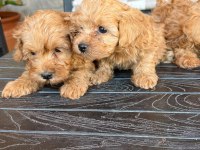 MALTİPOO ŞEKER Mİ ŞEKERLER