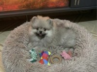 Bebek Yüzlü Pomeranian Erkek