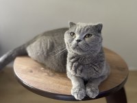 Yetişkin british shorthair dişi kediler