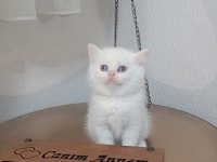 Sadece aileye british shorthair