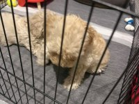 Maltipoo kalite yavrular ırk sağlık garantili