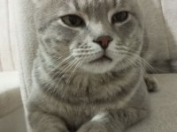 Scottish fold sahiplendirme görüşülür